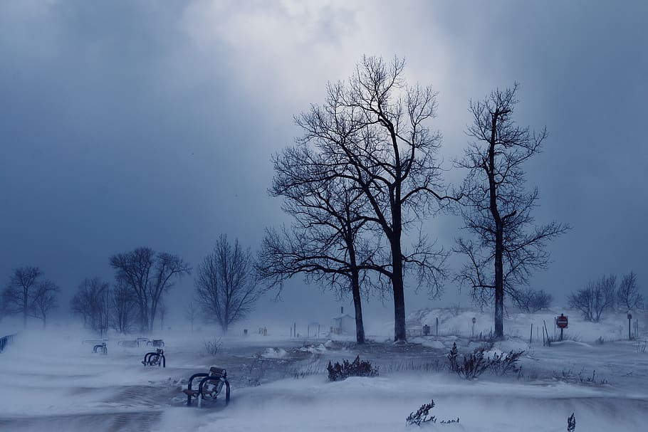 beach, cold, wind, tree, weather, sky, michigan, blue, zing HD wallpaper
