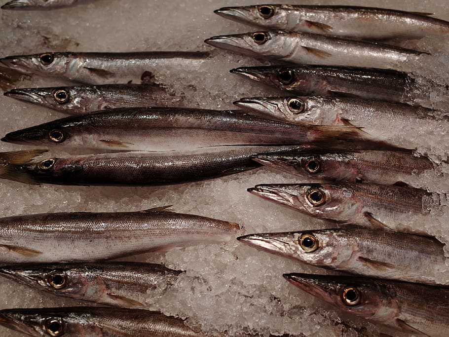 fish covered with ice, animal, sea life, herring, sardine, pike HD wallpaper