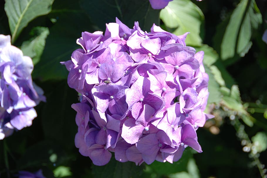 hydrangea, flower, blossom, bloom, flora, summer, romantic HD wallpaper