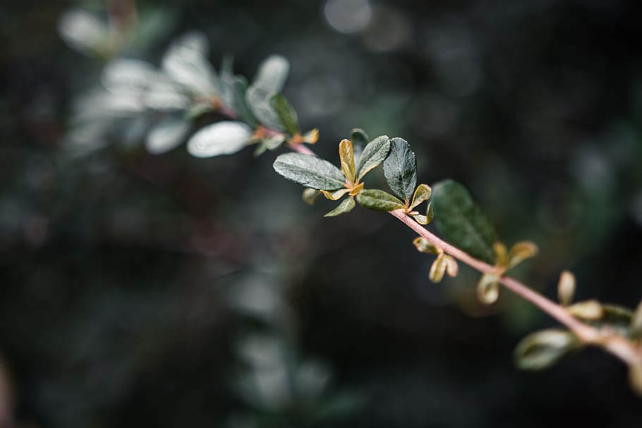 plant, tree, bud, blossom, flower, sprout, conifer, leaf, annonaceae HD wallpaper