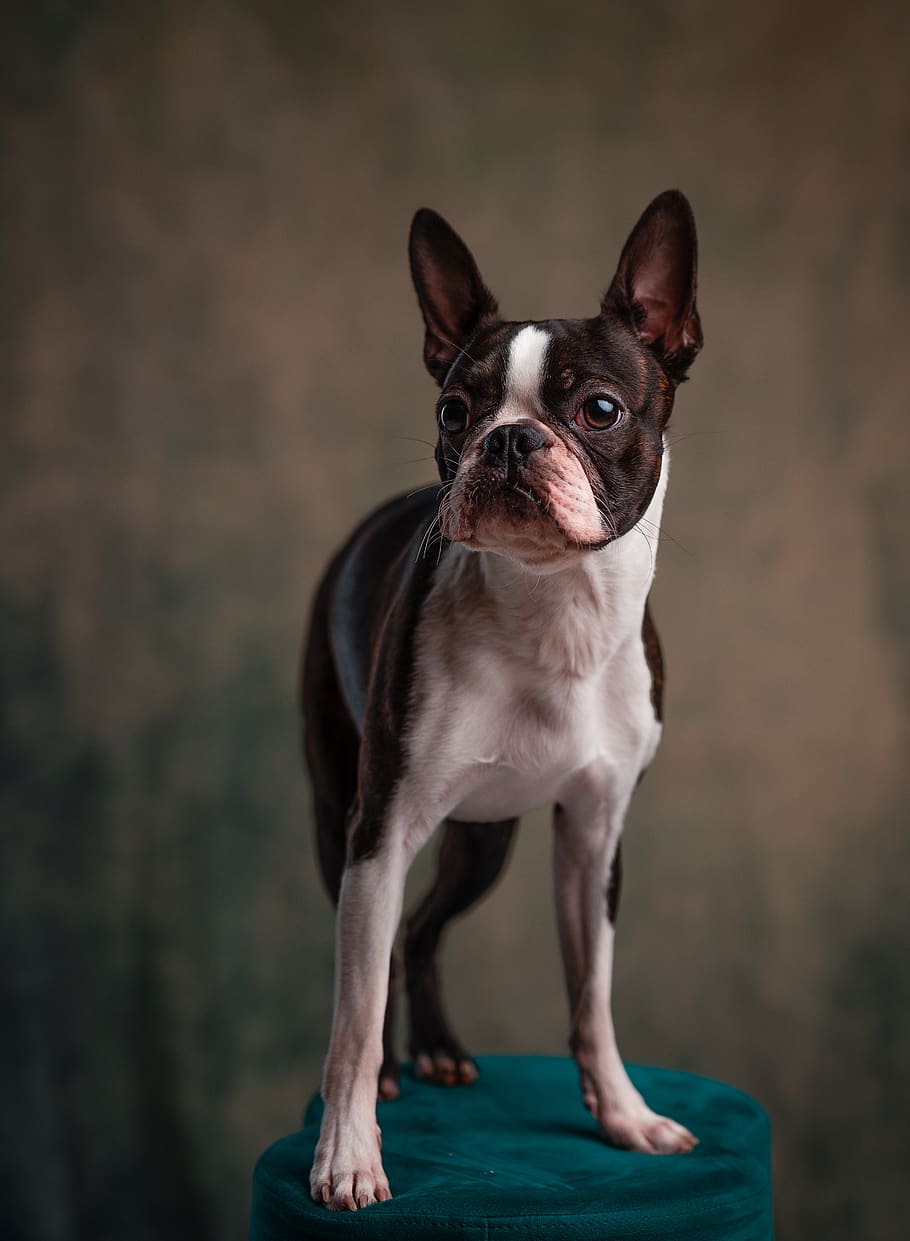 HD wallpaper: adult white and black Boston terrier, one animal, pets ...