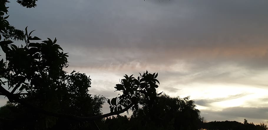 tree, sky, plant, beauty in nature, growth, cloud - sky, tranquility HD wallpaper