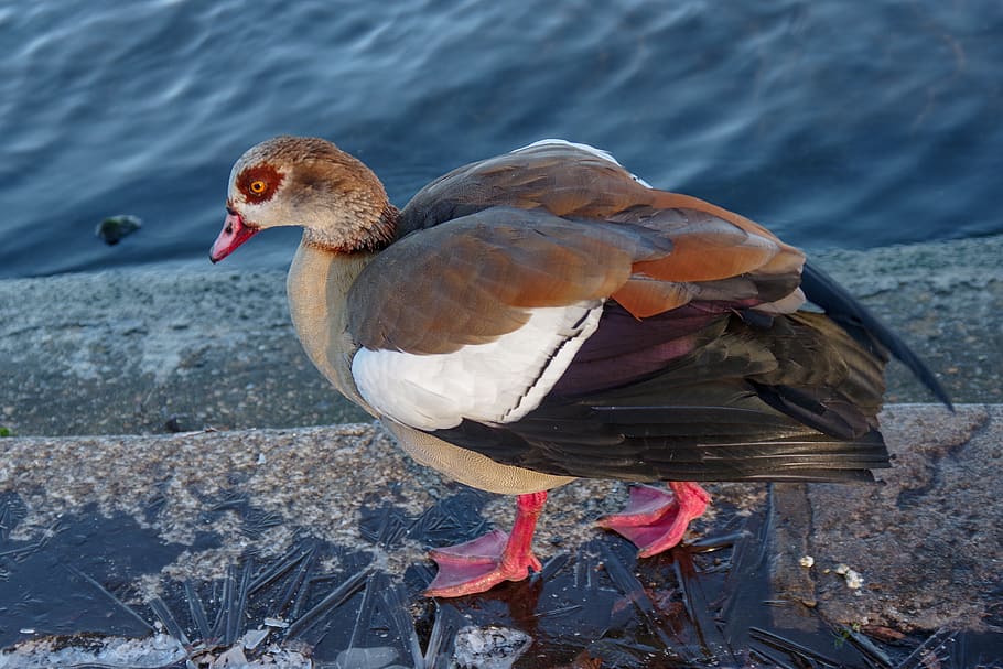 bird, ice, winter, waterfowl, vertebrate, animal themes, animals in the wild HD wallpaper