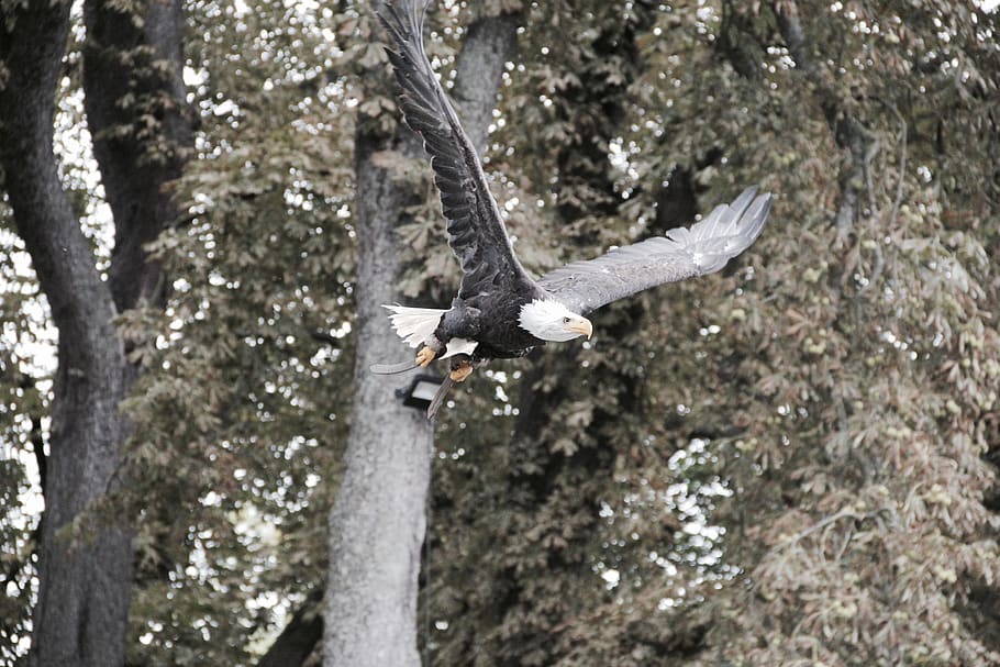 american eagle, animals in the wild, animal themes, animal wildlife HD wallpaper