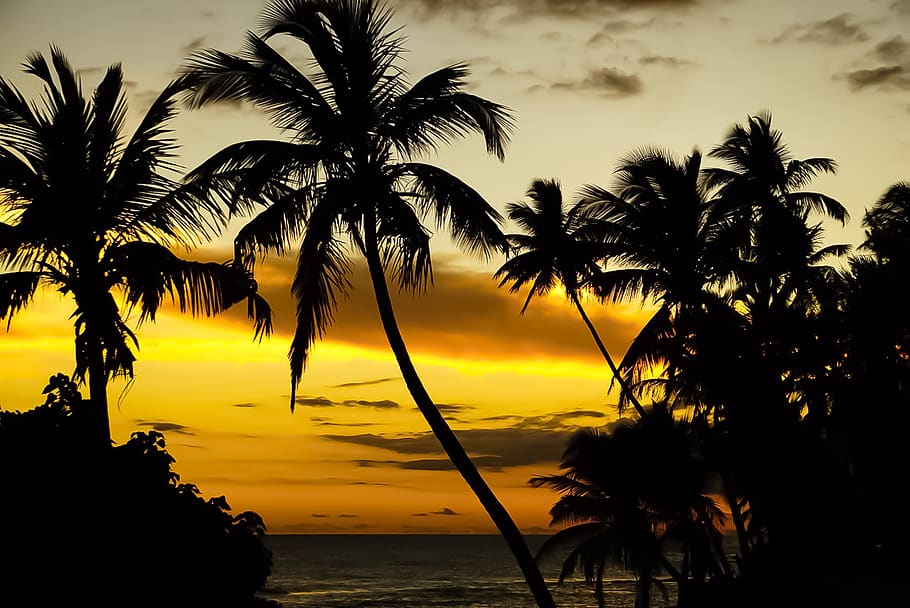 sunsets, beach, puerto rico, silhouette, sky, palm tree, tropical climate, HD wallpaper