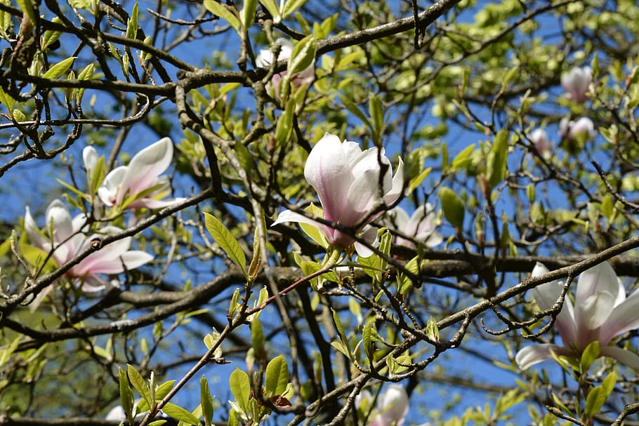 magnolia, blossom, bloom, tree, spring, magnolia blossom, magnoliengewaechs HD wallpaper