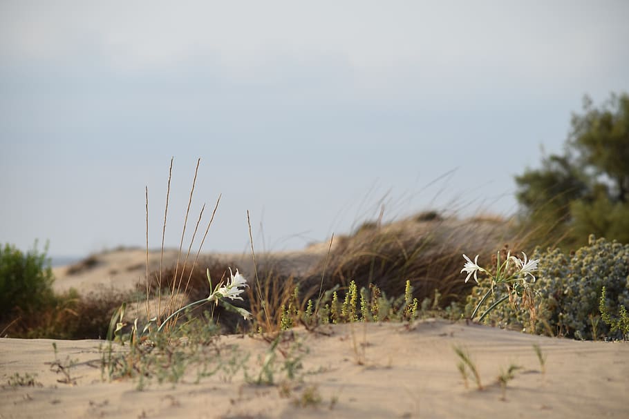 flower, sand, summer, beach, costa, lilies, flowers, plant HD wallpaper