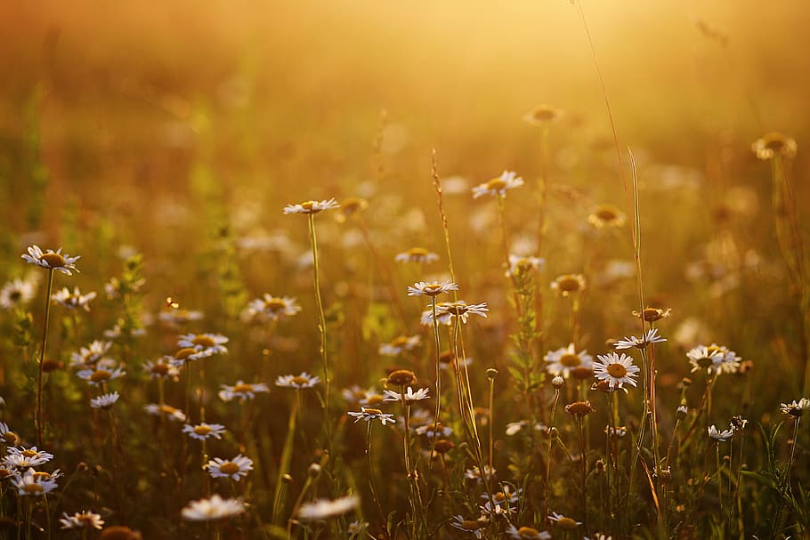 chamomile, field, sunset, flowers, grass, meadow, landscape HD wallpaper