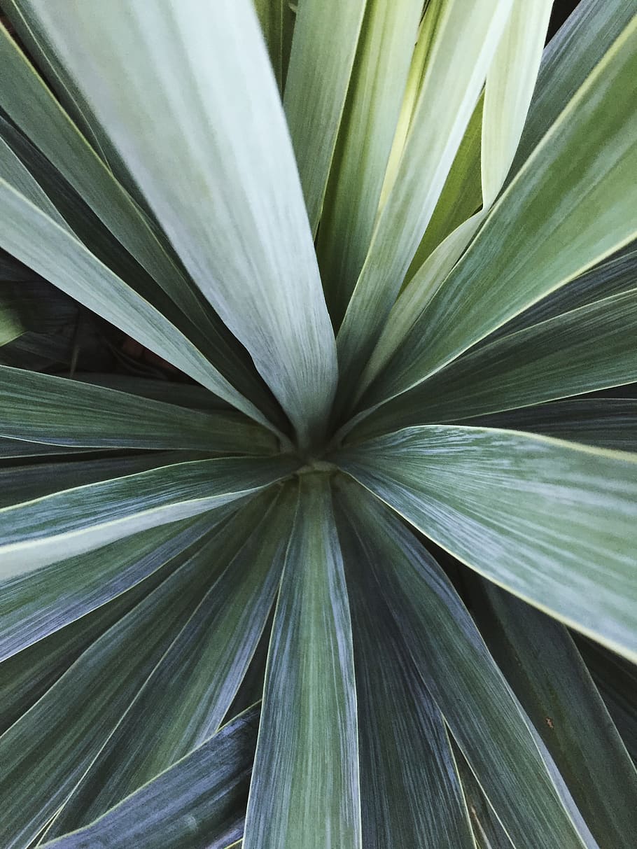 green linear plant, leaf, growth, full frame, backgrounds, plant part HD wallpaper