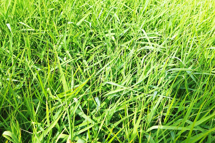 con2011, background, field, fresh, garden, grass, green, growth HD wallpaper