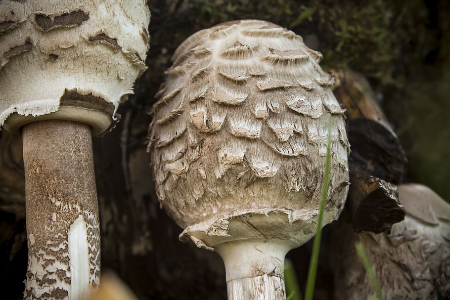 mushrooms, boletes, autumn, forest, nature, mushroom collector HD wallpaper