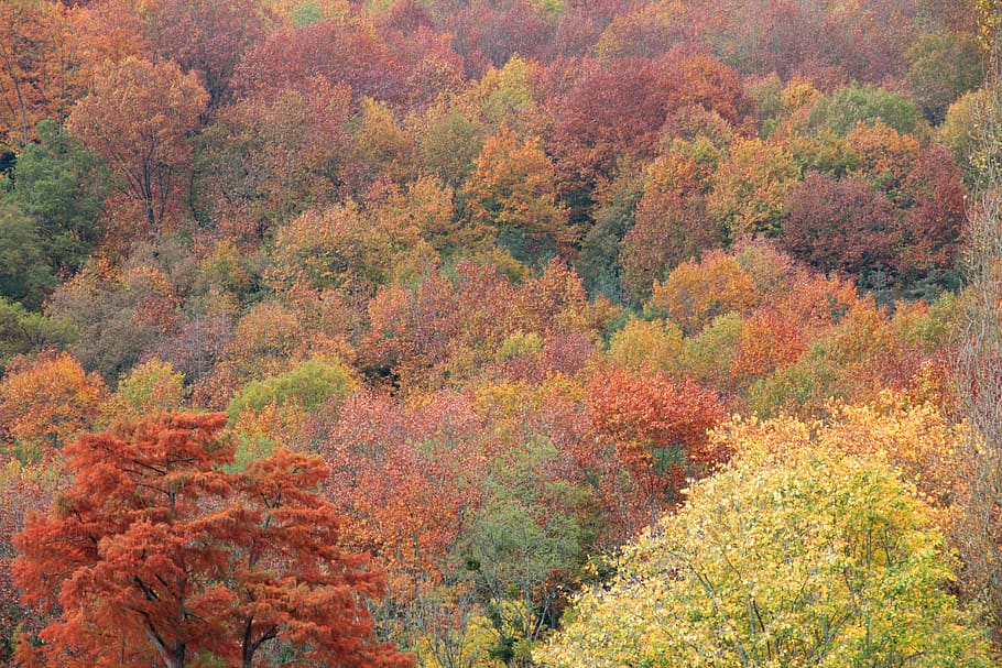 navarra, spain, señorío de bertiz, autumn, forest, otoño, HD wallpaper