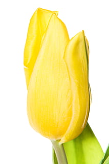 tulip, closeup, isolated, two, natural, on, green, flowers HD wallpaper