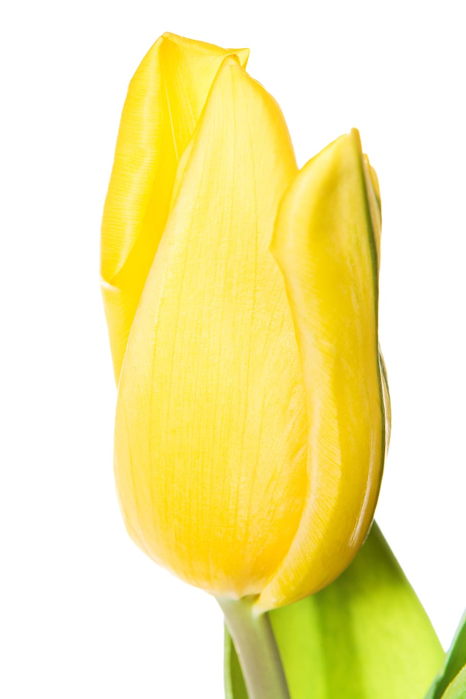 tulip, closeup, isolated, two, natural, on, green, flowers HD wallpaper