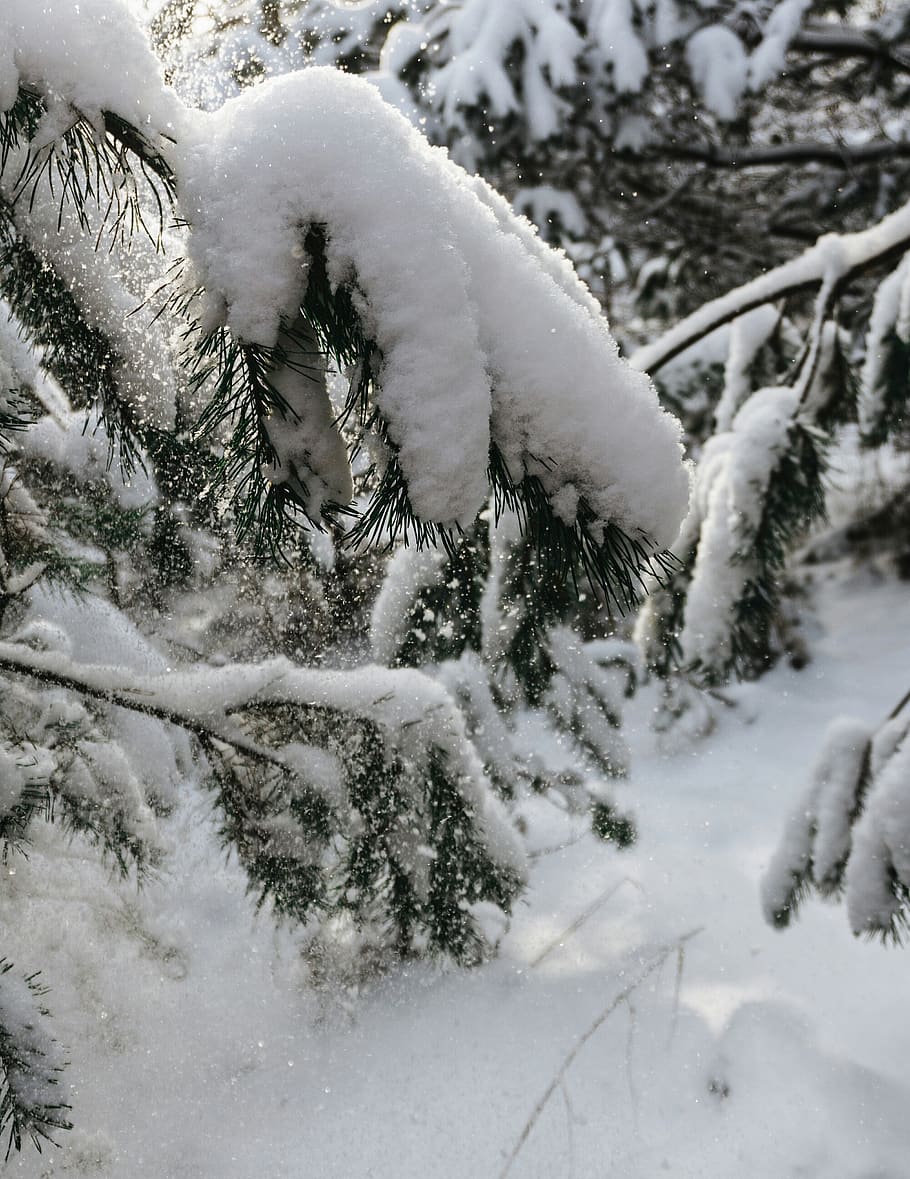 snow, winter, cold temperature, tree, plant, nature, frozen HD wallpaper