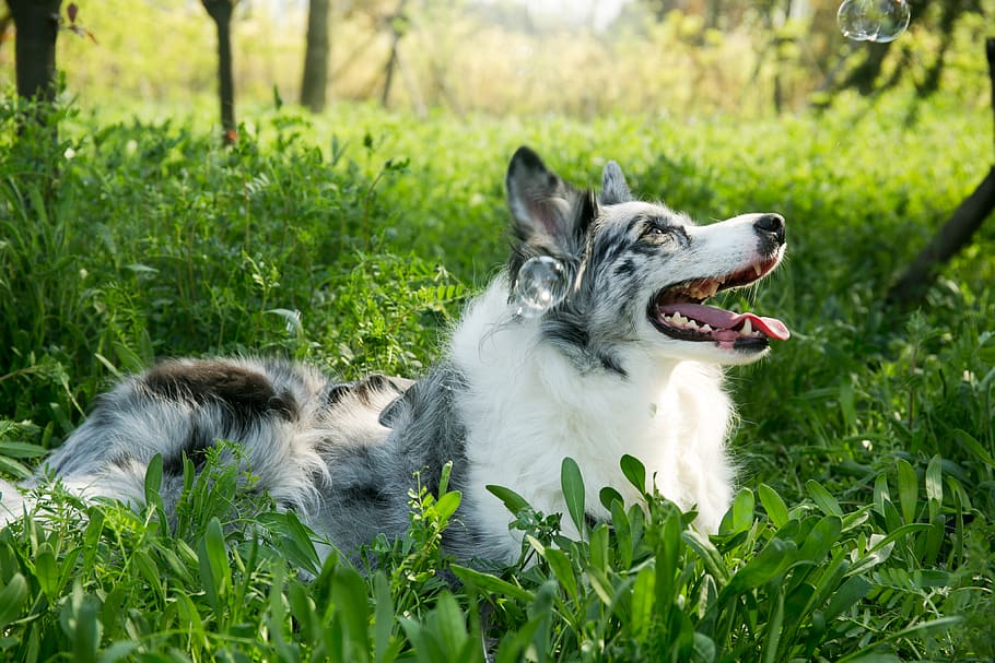 pets, domestic, one animal, domestic animals, mammal, animal themes HD wallpaper