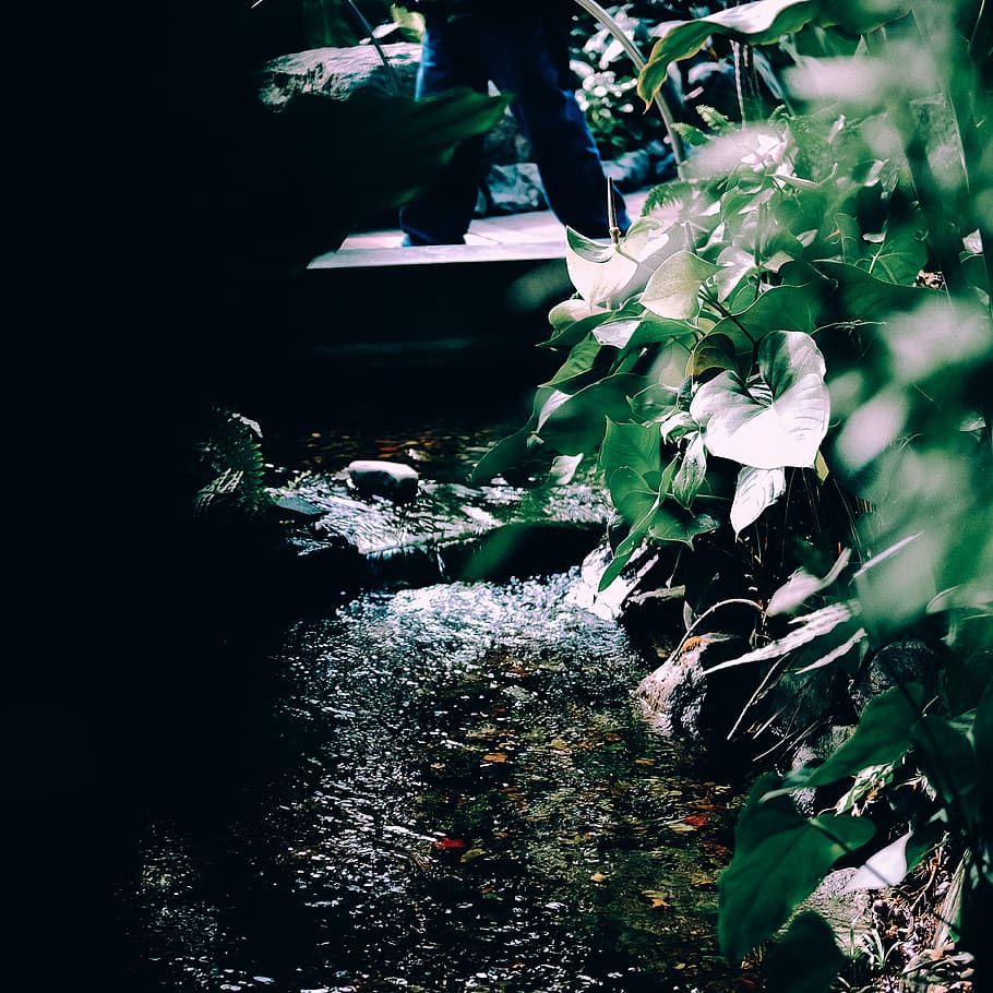 film, canded, abstract, plant, growth, nature, beauty in nature HD wallpaper
