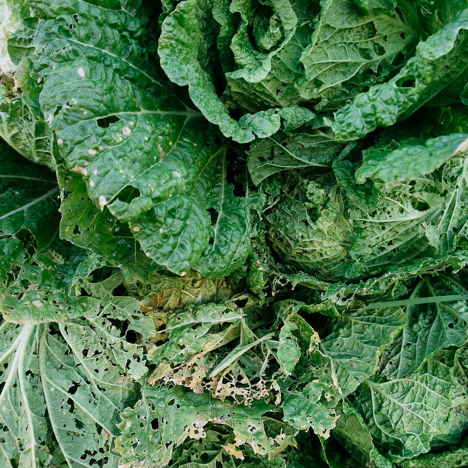 green leafed plant, vegetable, flora, produce, cabbage, food HD wallpaper