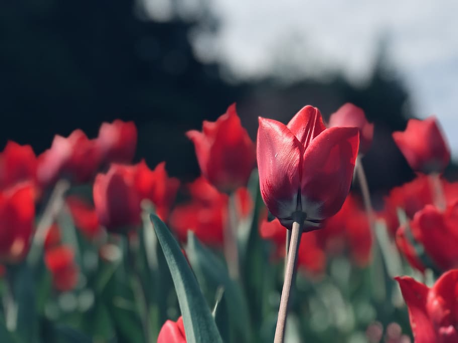 tulip, spring, easter, flower, nature, garden, bloom, flora HD wallpaper