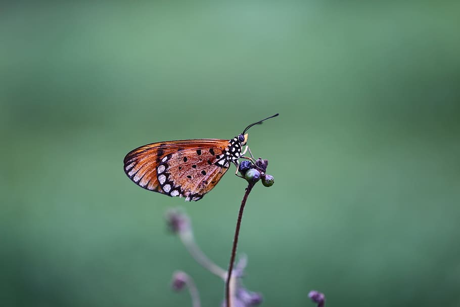 Brown and Black Shallow Focus Photography of a Butterfly, antenna, HD wallpaper
