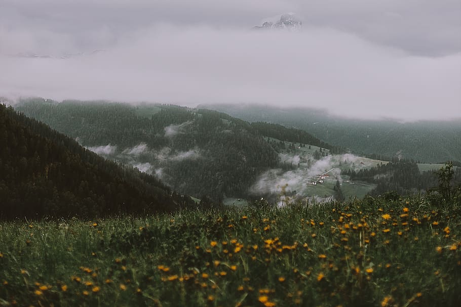 Yellow Flower Field Near Mountain Under Grey Sky, dawn, daylight HD wallpaper