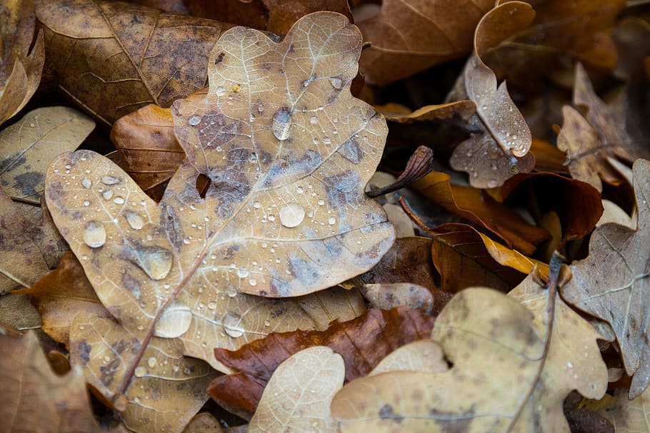 austria, graz, regen, rain, wasser, evanescence, autumn, water HD wallpaper