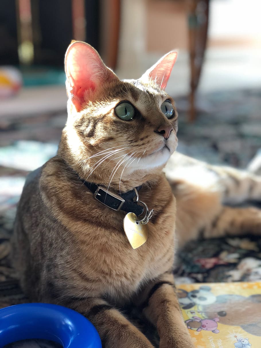 cat, iphone x, pets, mammal, domestic, domestic animals, animal themes HD wallpaper