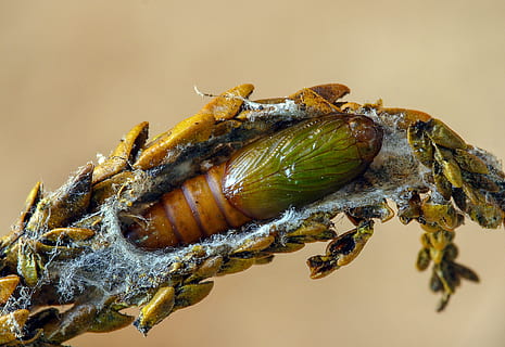 light-brown-apple-moth, pupa, cocoon, wildlife, transformation HD wallpaper