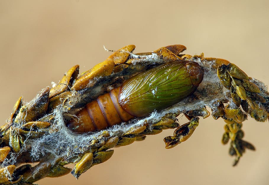 light-brown-apple-moth, pupa, cocoon, wildlife, transformation HD wallpaper