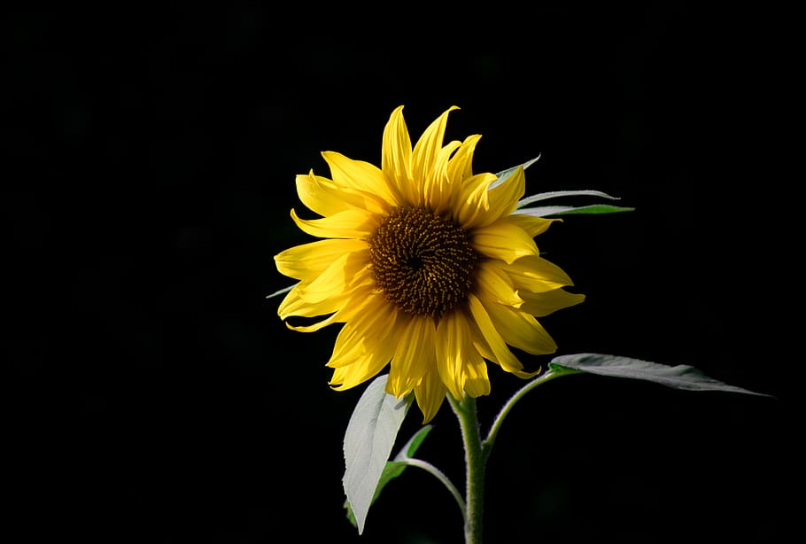 Hd Wallpaper Photo Of Sunflower Beautiful Black Background