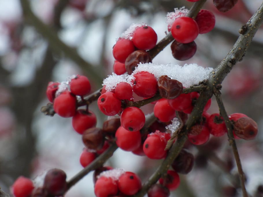 plant, nature, outdoors, ice, food, fruit, united states, pennsylvania, HD wallpaper