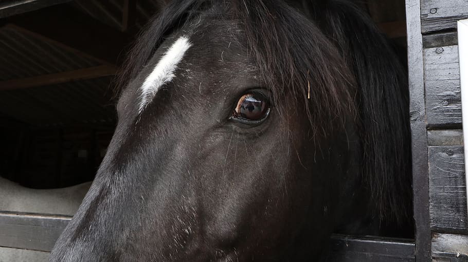 grey, stallion, steed, eye, close-up, horse, eyereflection HD wallpaper