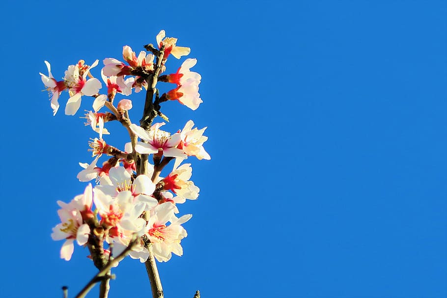 flower, tree, branch, almond, nature, spring, pink, white, plant HD wallpaper