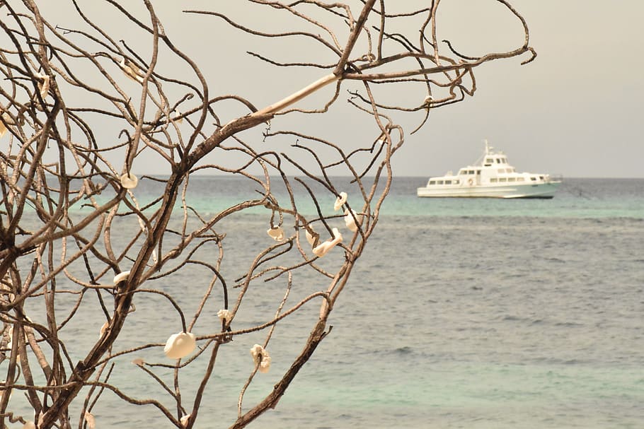 seashell, tree, nature, white sand, maldives, travel, blue HD wallpaper