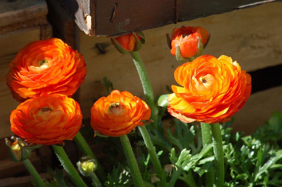 flowers, spring, orange, buttercups, bloom, buttercup orange HD wallpaper