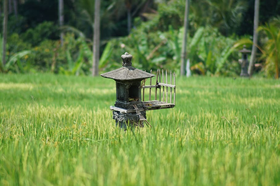 rice, paddy, bali, green, agriculture, rice fields, terrace HD wallpaper