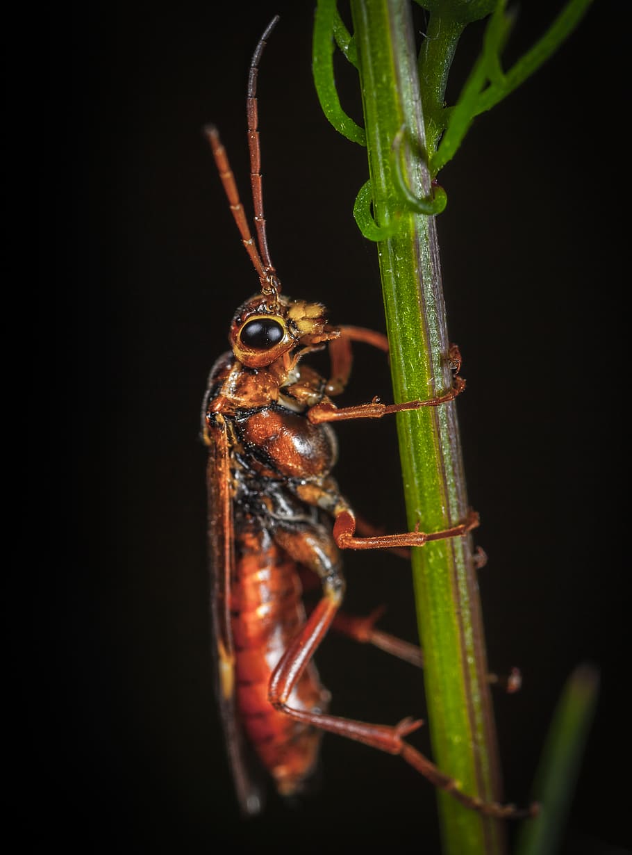 Brown Insect On Plant, beetle, bug, close-up, little, macro, pest HD wallpaper