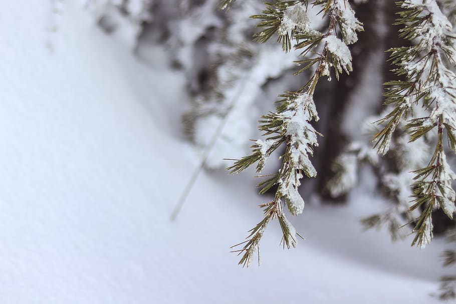 Snow On Tree Leaves, branch, close-up, cold, macro, season, winter HD wallpaper
