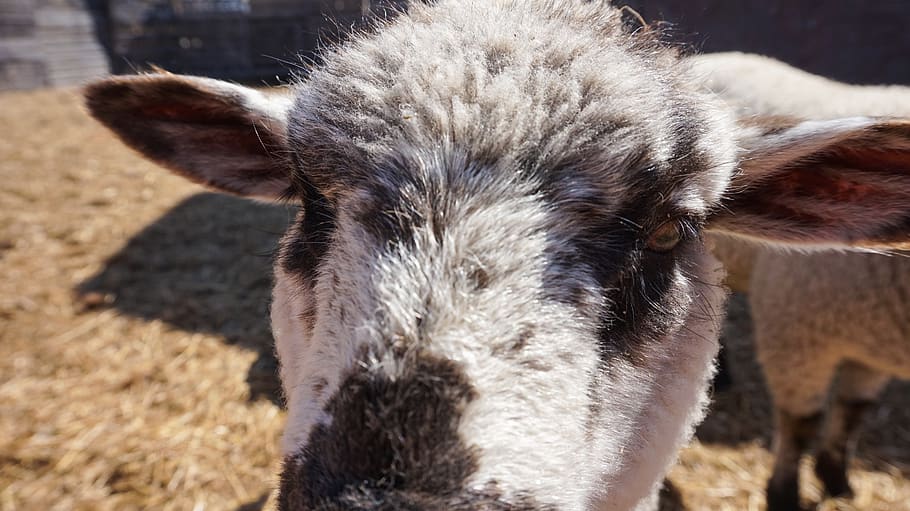 canada, saskatchewan, sheep, close, up, shot, camera, spring HD wallpaper