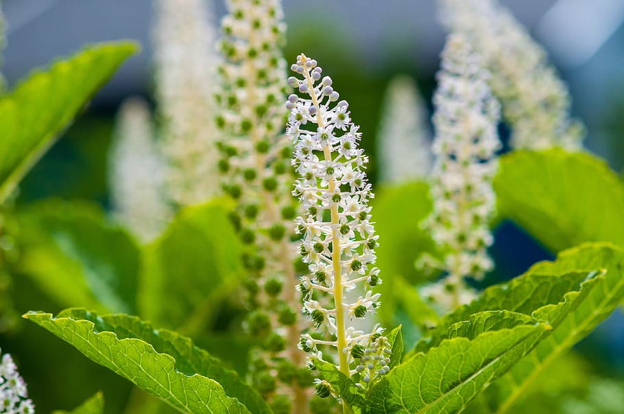 blossom, bloom, spring, nature, flower, plant, petals, white HD wallpaper