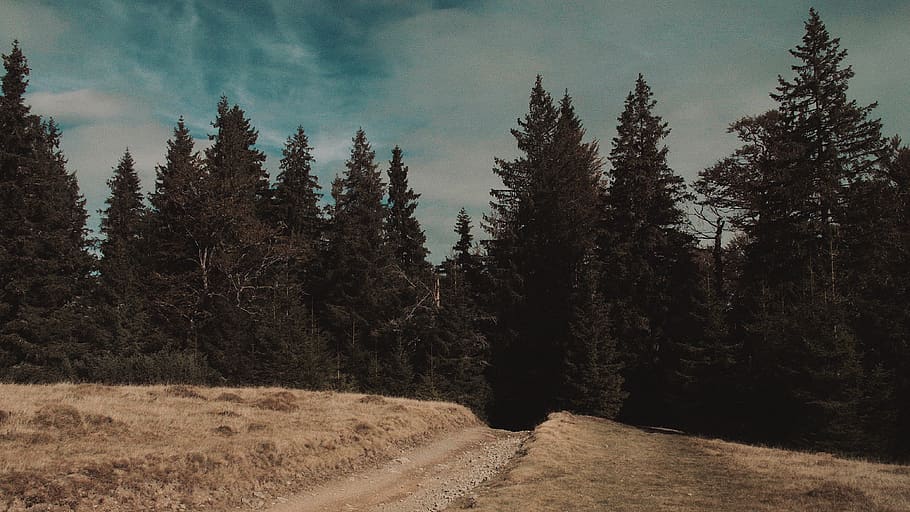 romania, tarcului mountains, tree, plant, forest, tranquility HD wallpaper