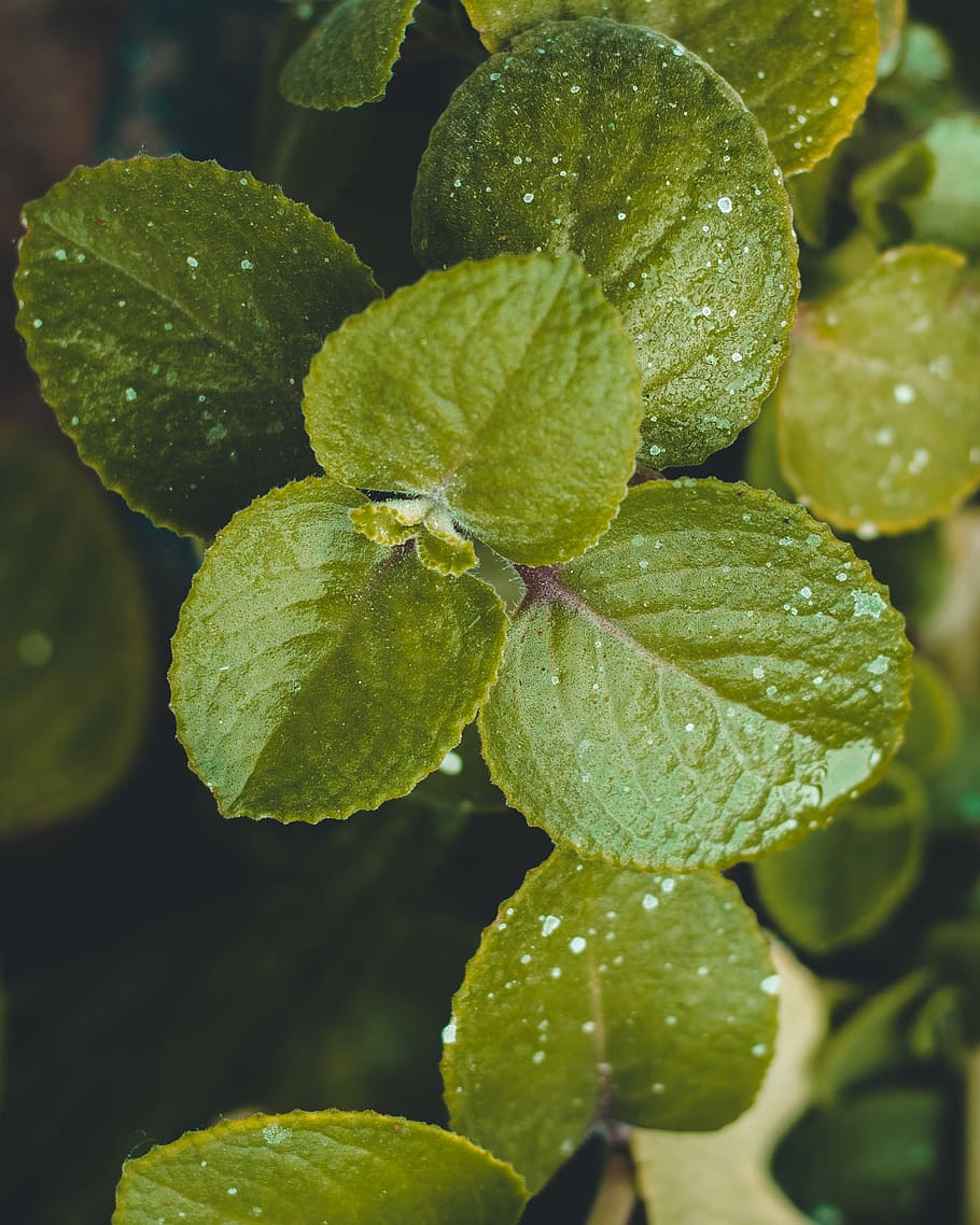 Green Leafed Plant, aromatic, close-up, dew, drop, droplets, fresh HD wallpaper