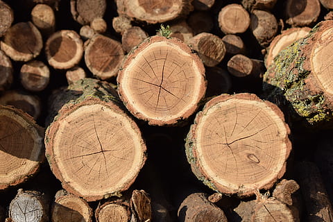 brown, log, wood, trunks, nature, tribe, firewood, bark, trees HD wallpaper