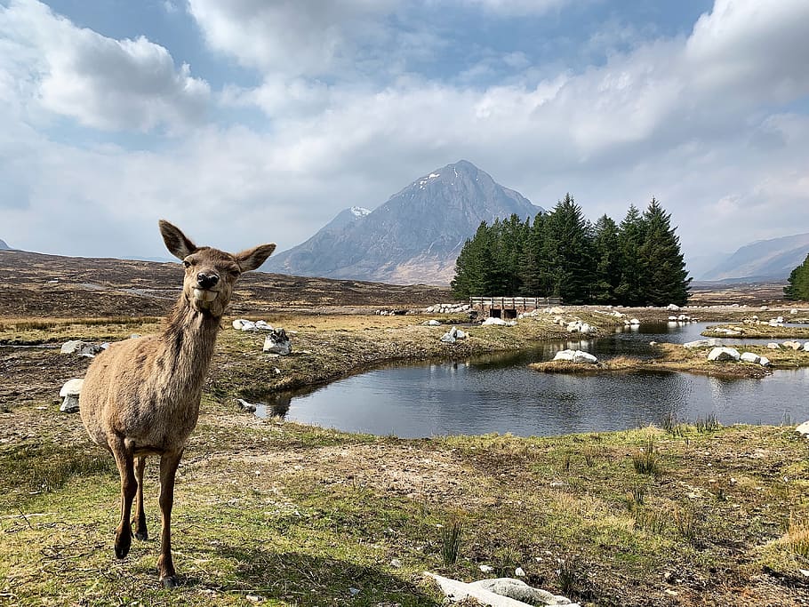 brown deer near pond, mammal, antelope, wildlife, animal, nature