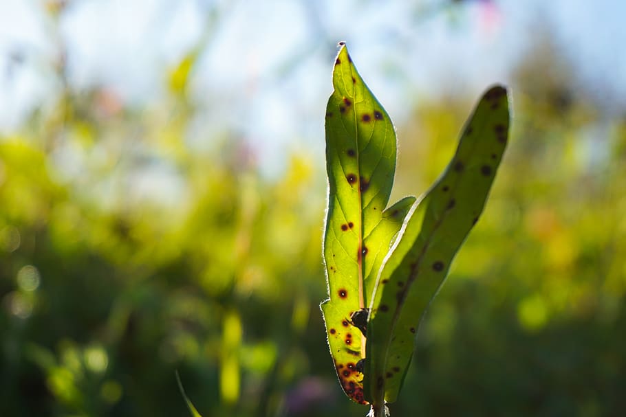 tree, leaf, green, nature, sun, summer, trees, forest, leafs HD wallpaper