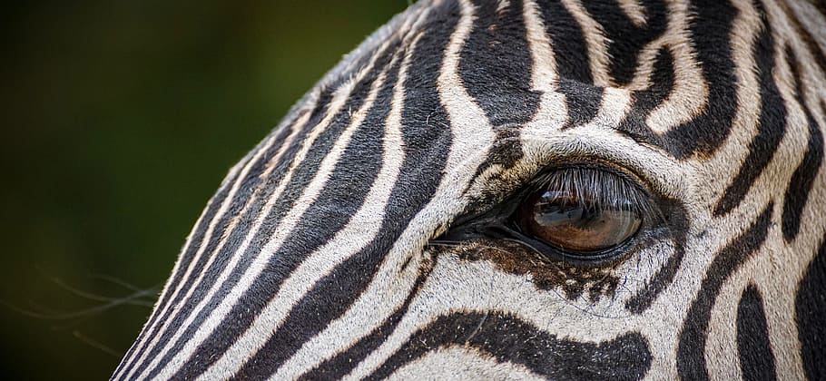 zebra, eye, head, striped, details, stripes, portrait, close up HD wallpaper