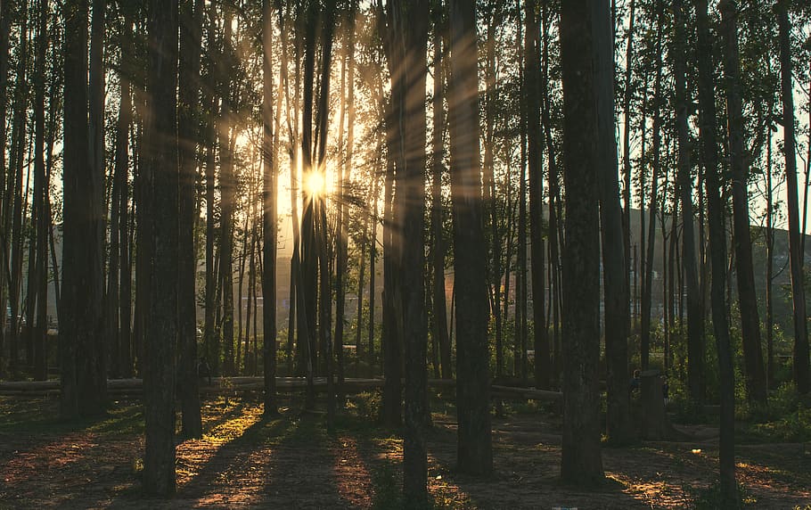 green leaf forests, flare, light, sunlight, tree, plant, vegetation HD wallpaper