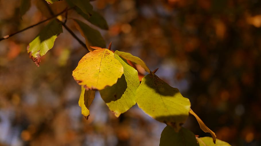 nature, leaf, forest, tree, wallpaper, hdwallpaper, automn HD wallpaper