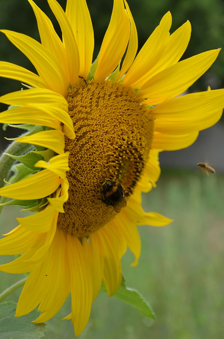 sunflower, insect, nature, vulnerability, flowering plant, fragility HD wallpaper