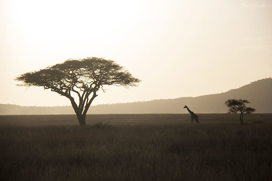 giraffe walking towards green tree, silhouette, mist, fog, nature, HD wallpaper